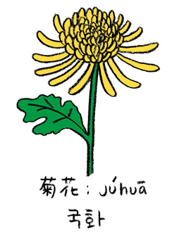 chrysanthemum.jpg