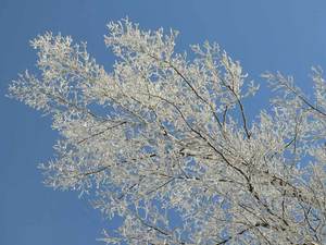 20110125white-birch.jpg