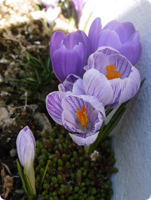 20140413crocus-flowers.jpg