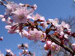 20140512sakura.jpg