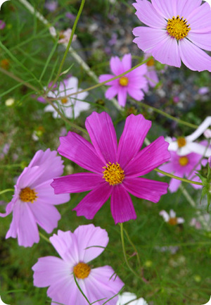 20140812cosmos.jpg