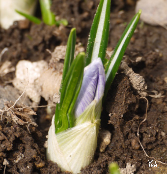 20150330crocus.jpg