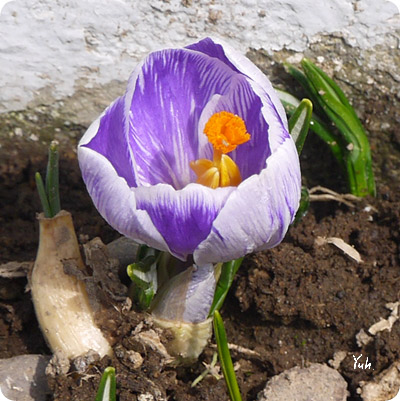 20150331crocus.jpg