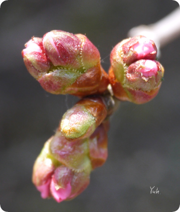 20150430sakura.jpg