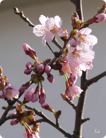 20150505sakura.jpg