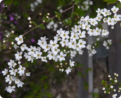 20150512yukiyanagi.jpg