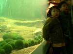 20110507marimo-child.jpg