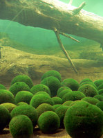 20110507marimo-tree.jpg