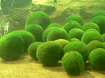 20110507marimo-up.jpg