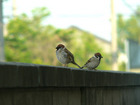 20110712-3.jpg