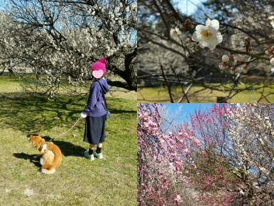 ゆきだるまさんのおぼえた日記 17年3月7日 火 語学学習コミュニティ ゴガクル