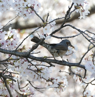 風鈴さんのおぼえた日記 年4月8日 水 語学学習コミュニティ ゴガクル