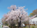 桜木町